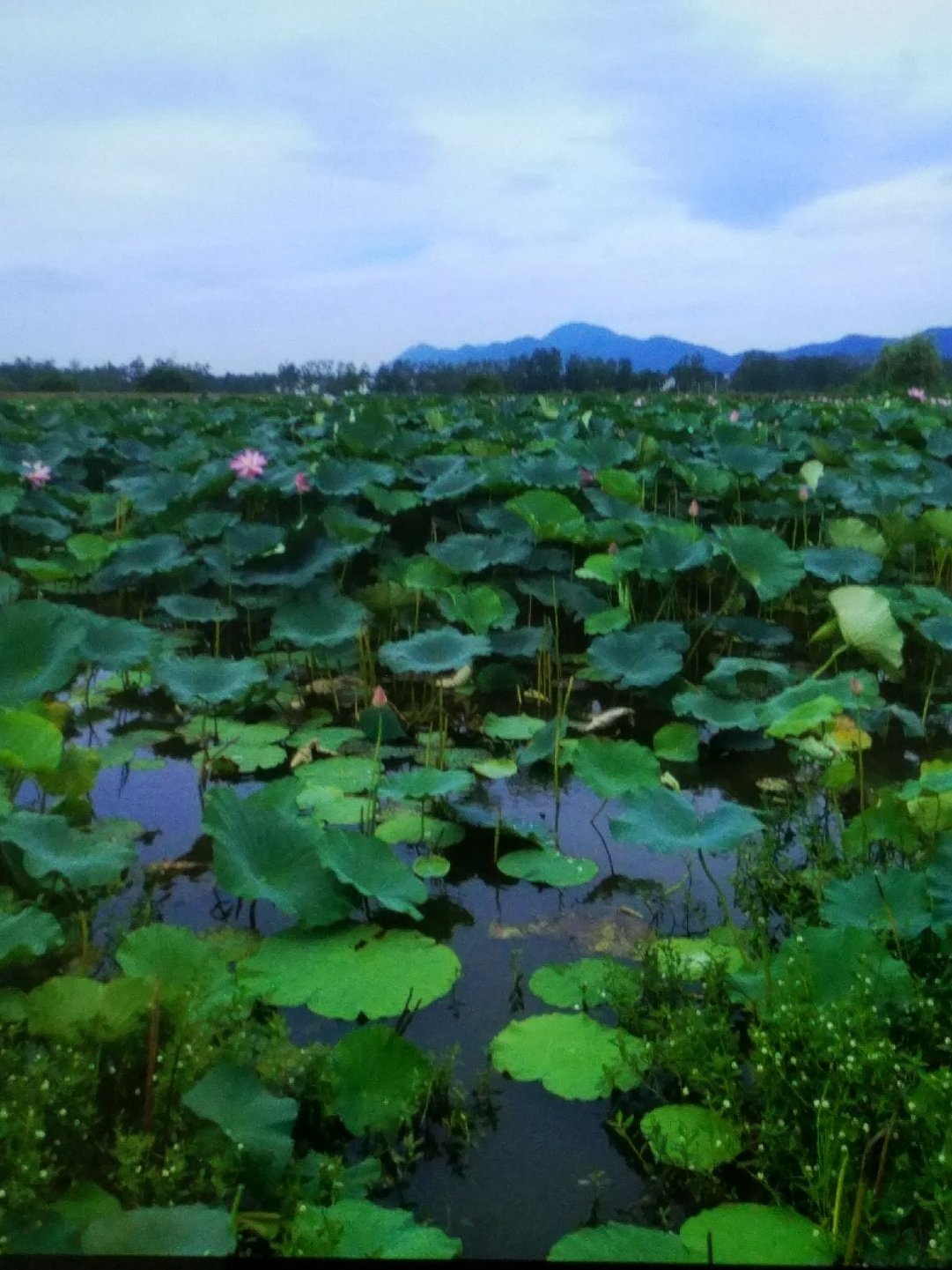 安徽省馬鞍山市含山縣得勝路靠近山水苑小區